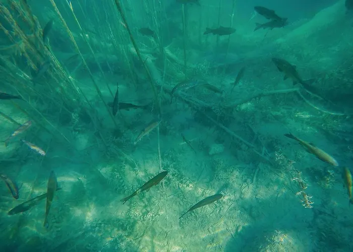 Awesome In Polje Feriehus Mirlovic-Polje